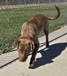 Enlarge Diesel, a ADOPTABLE Pit Bull Terrier in Bucyrus, OH image 5/5