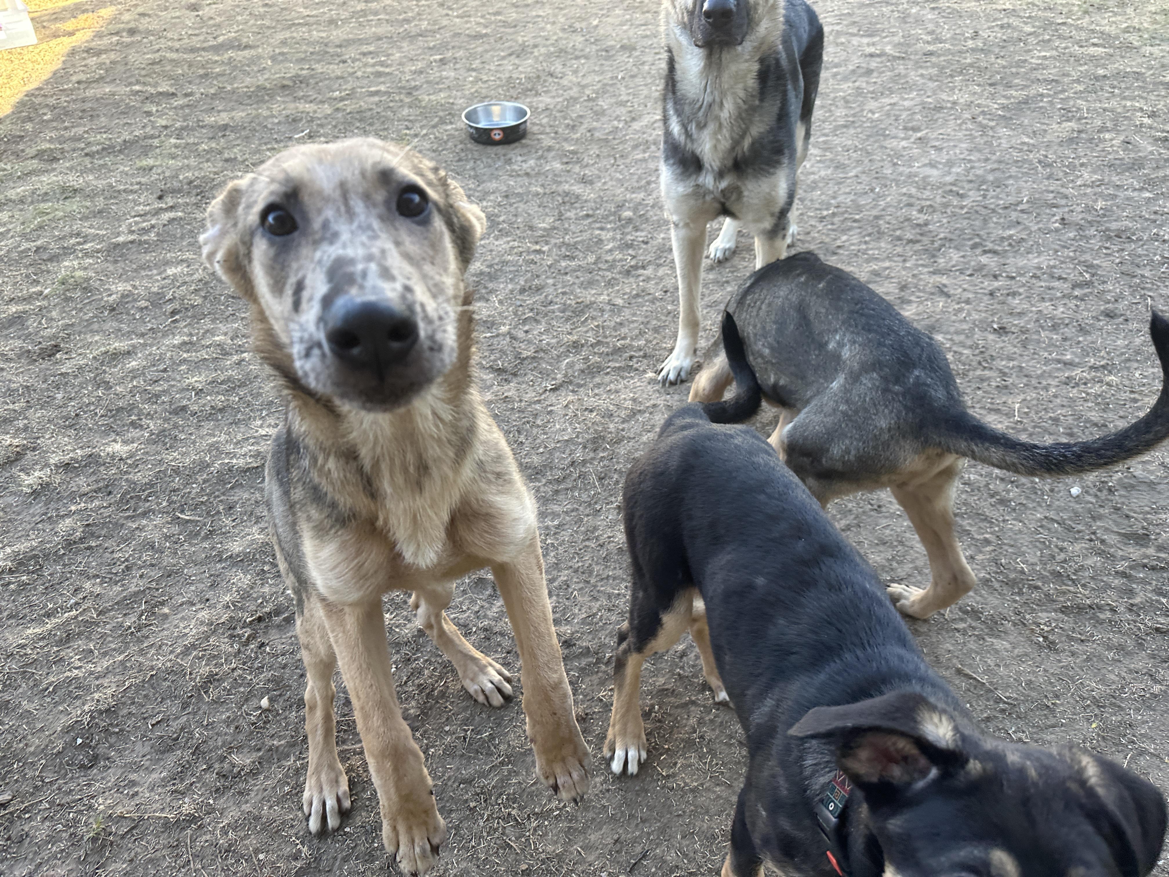 Gaston, a Adoptable mixed breed in Dallas, TX image 5/6