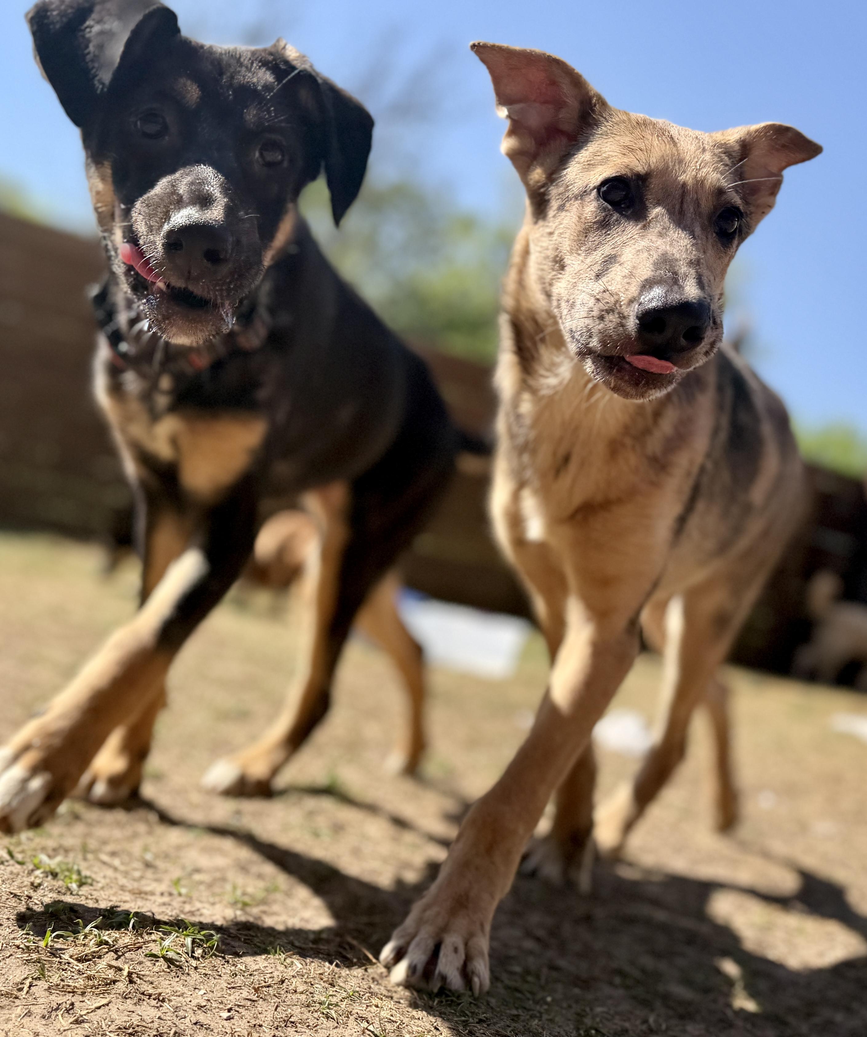 Gaston, a Adoptable mixed breed in Dallas, TX image 2/6