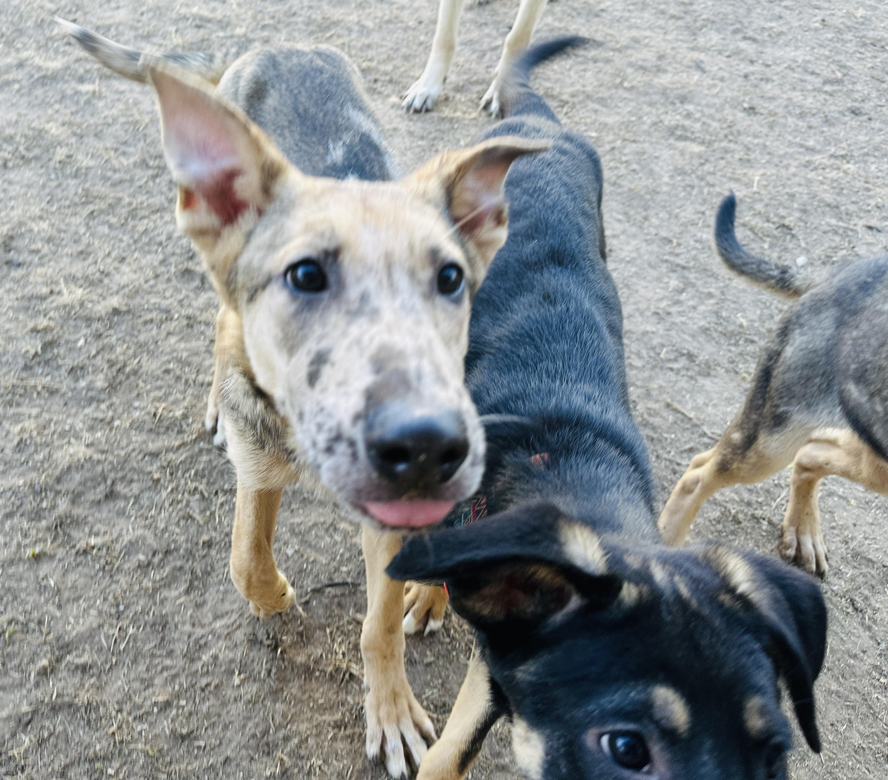 Gaston, a Adoptable mixed breed in Dallas, TX image 4/6