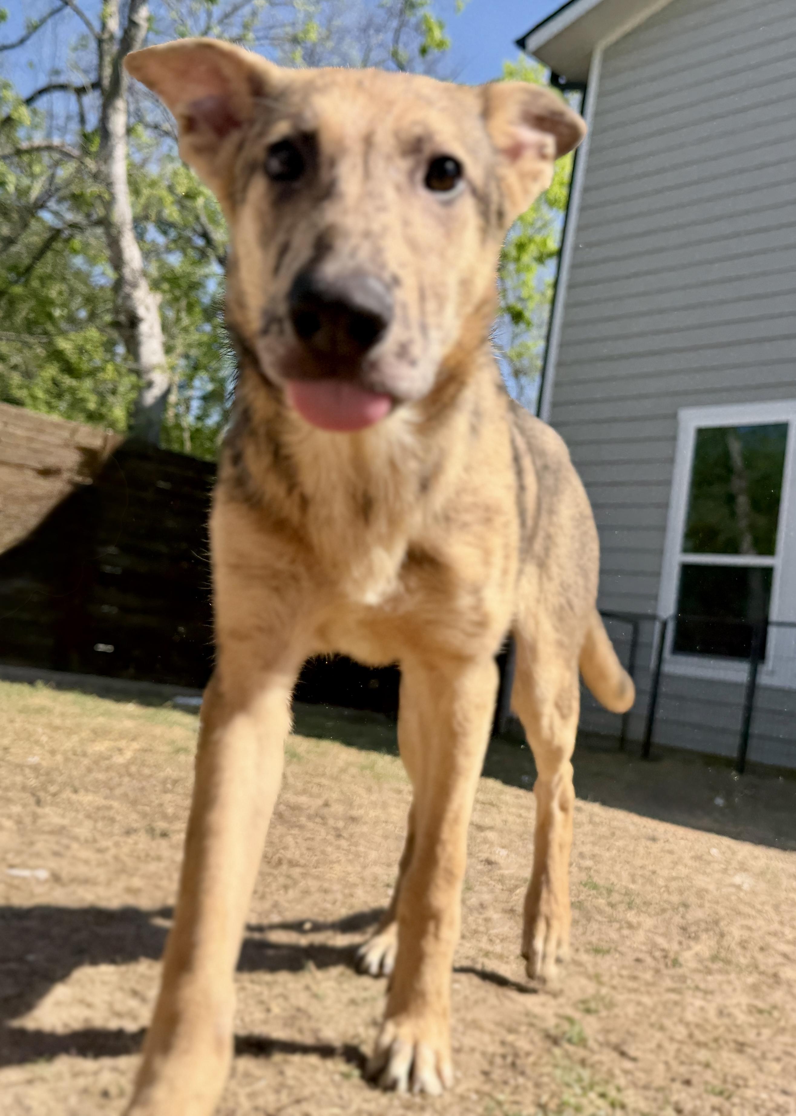 Gaston, a Adoptable mixed breed in Dallas, TX image 3/6