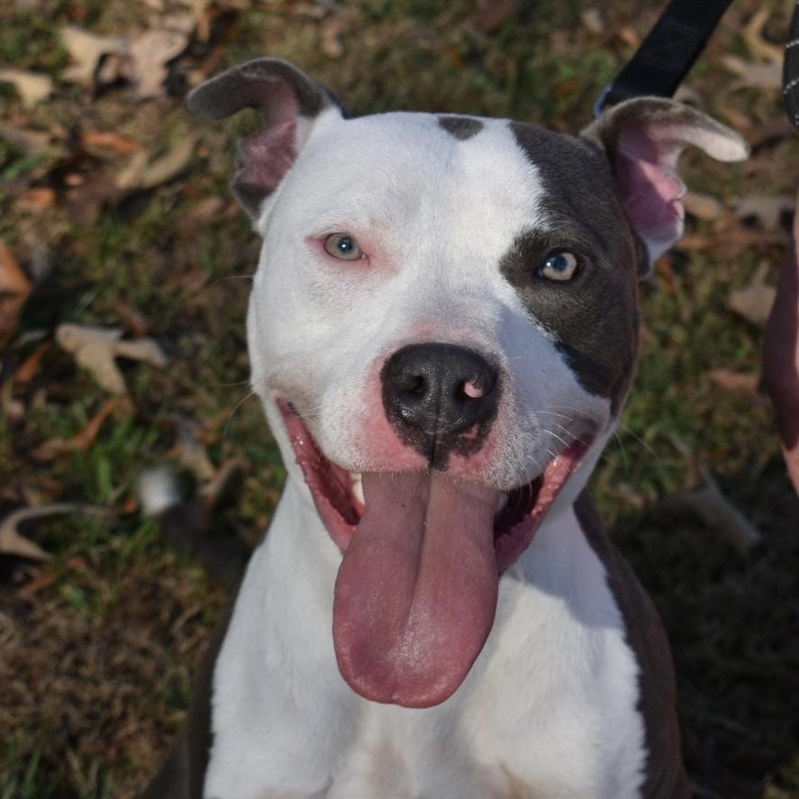 Enlarge Rudolph, a Adoptable Mixed Breed in Greensboro, NC image 1/1