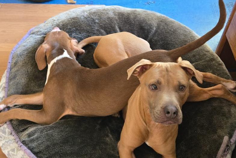 Booker, an adoptable Pit Bull Terrier, Vizsla in Golden , CO, 80401 | Photo Image 3