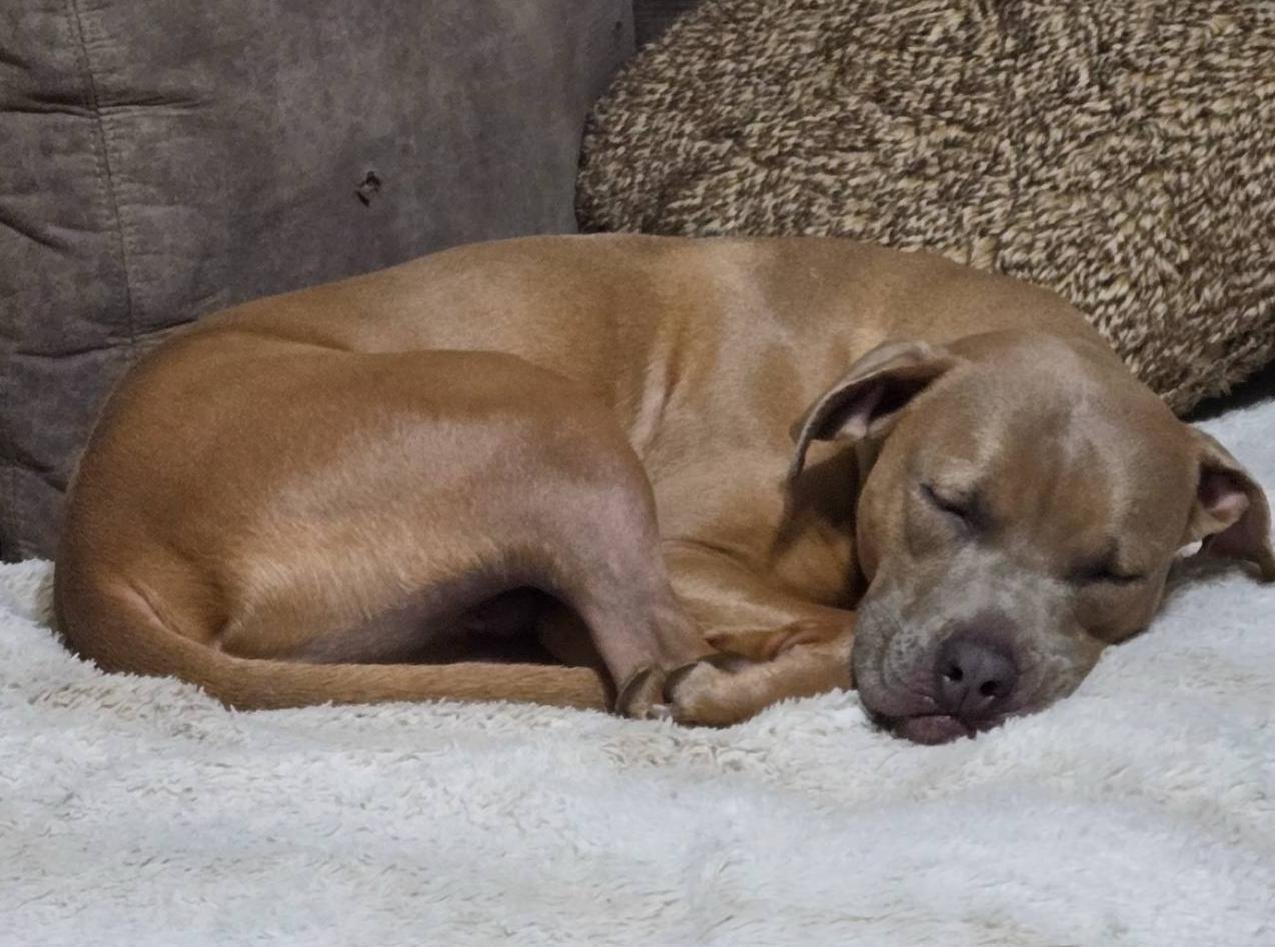 Booker, an adoptable Pit Bull Terrier, Vizsla in Golden , CO, 80401 | Photo Image 4