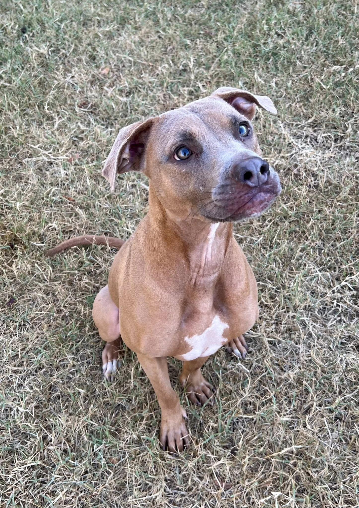 Booker, an adoptable Pit Bull Terrier, Vizsla in Golden , CO, 80401 | Photo Image 2