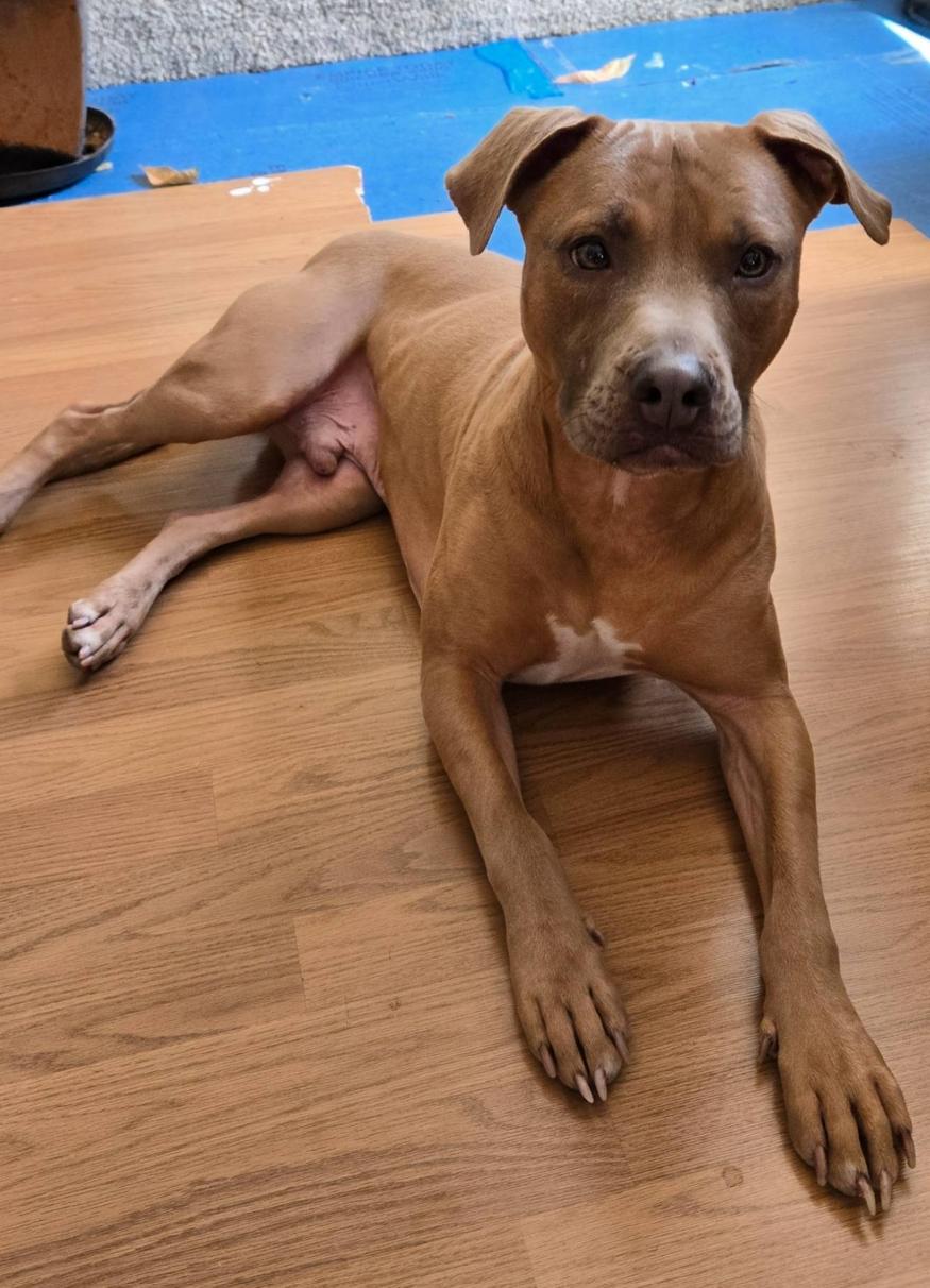Booker, an adoptable Pit Bull Terrier, Vizsla in Golden , CO, 80401 | Photo Image 1