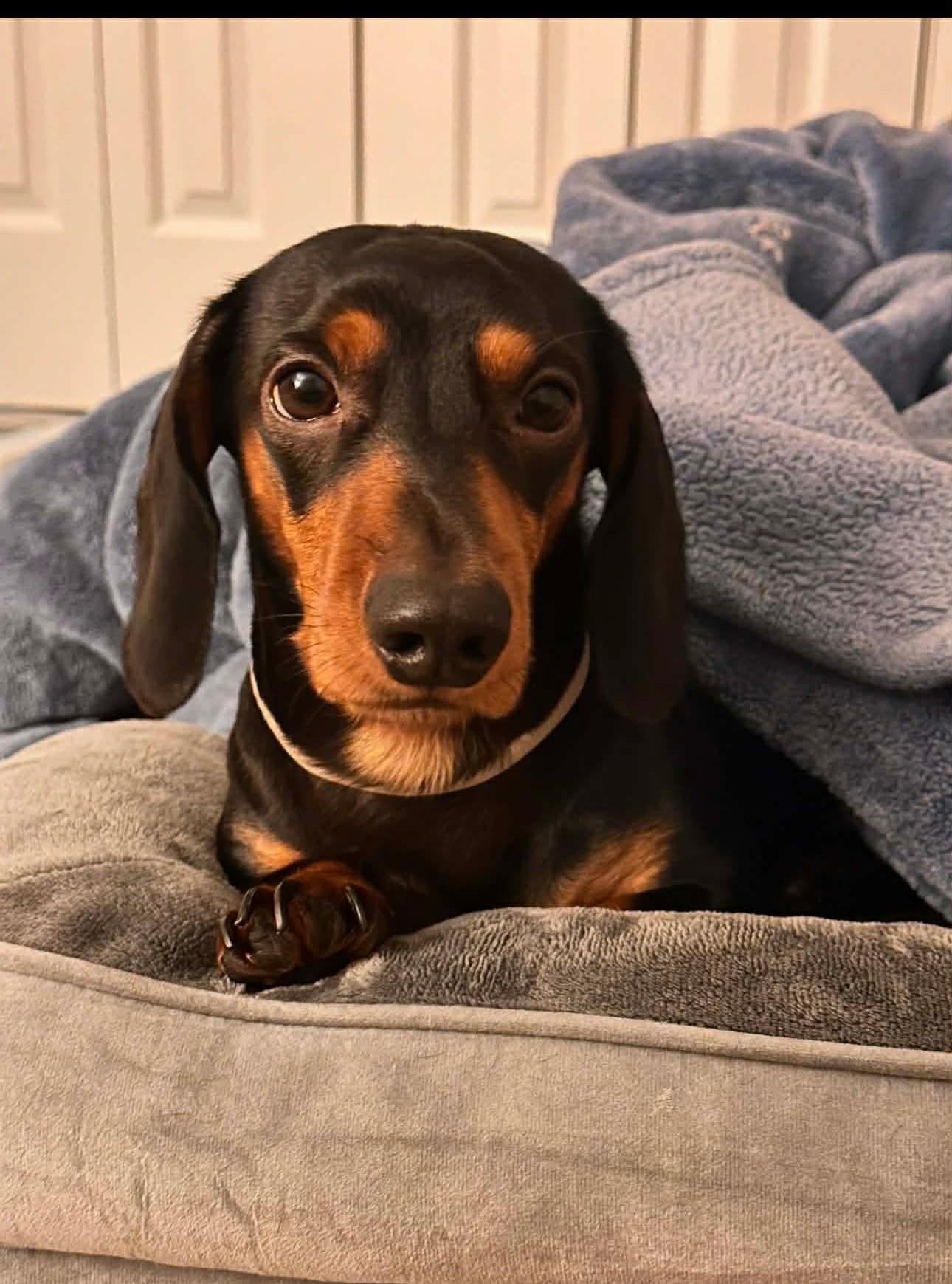 Alvin, Adopted, Adult Male Dachshund.