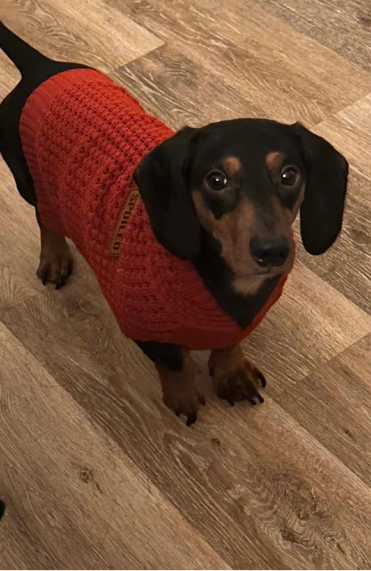 Alvin, a Adopted Dachshund in Stoughton, MA image 2/3