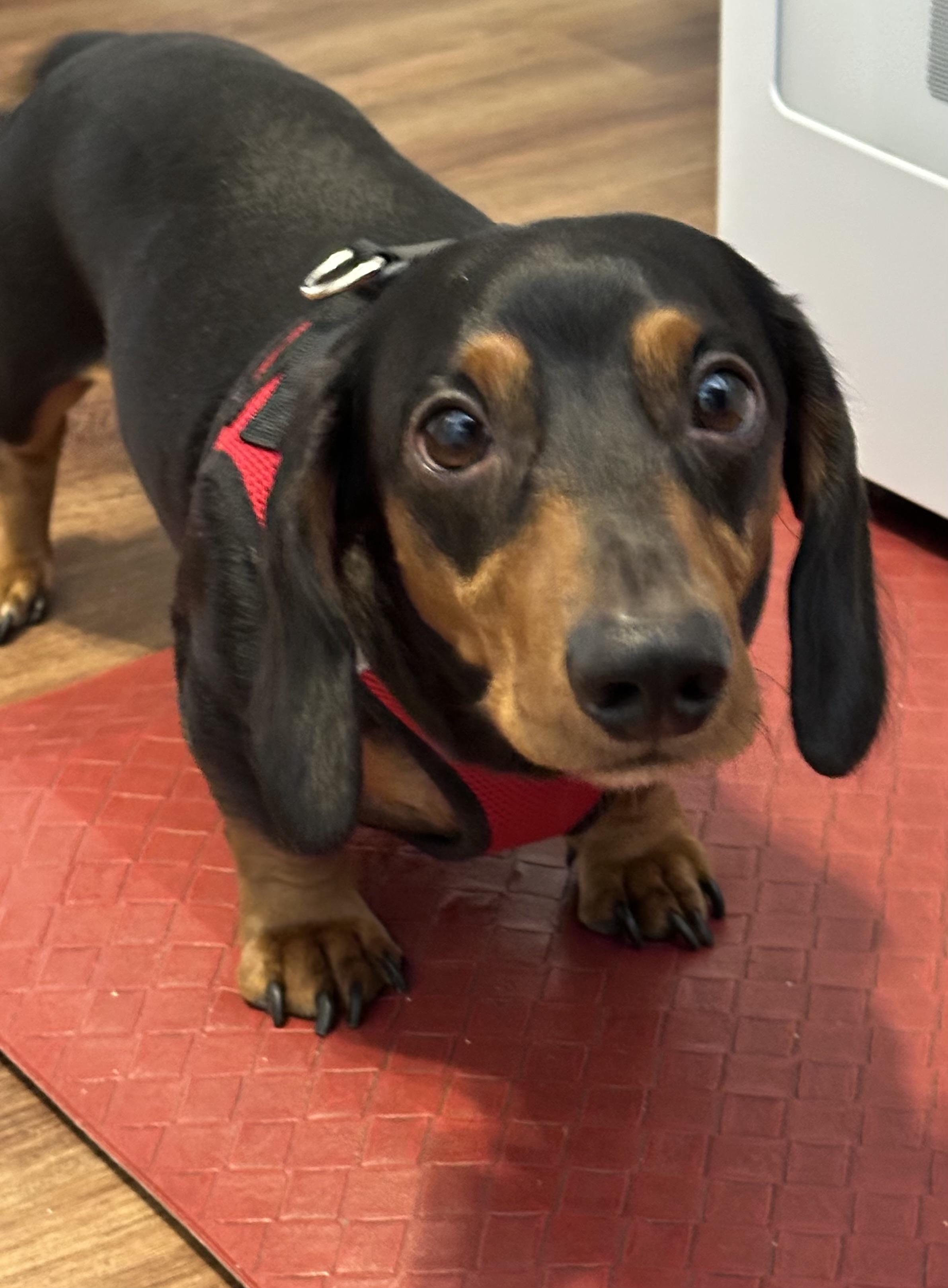 Alvin, a Adopted Dachshund in Stoughton, MA image 3/3