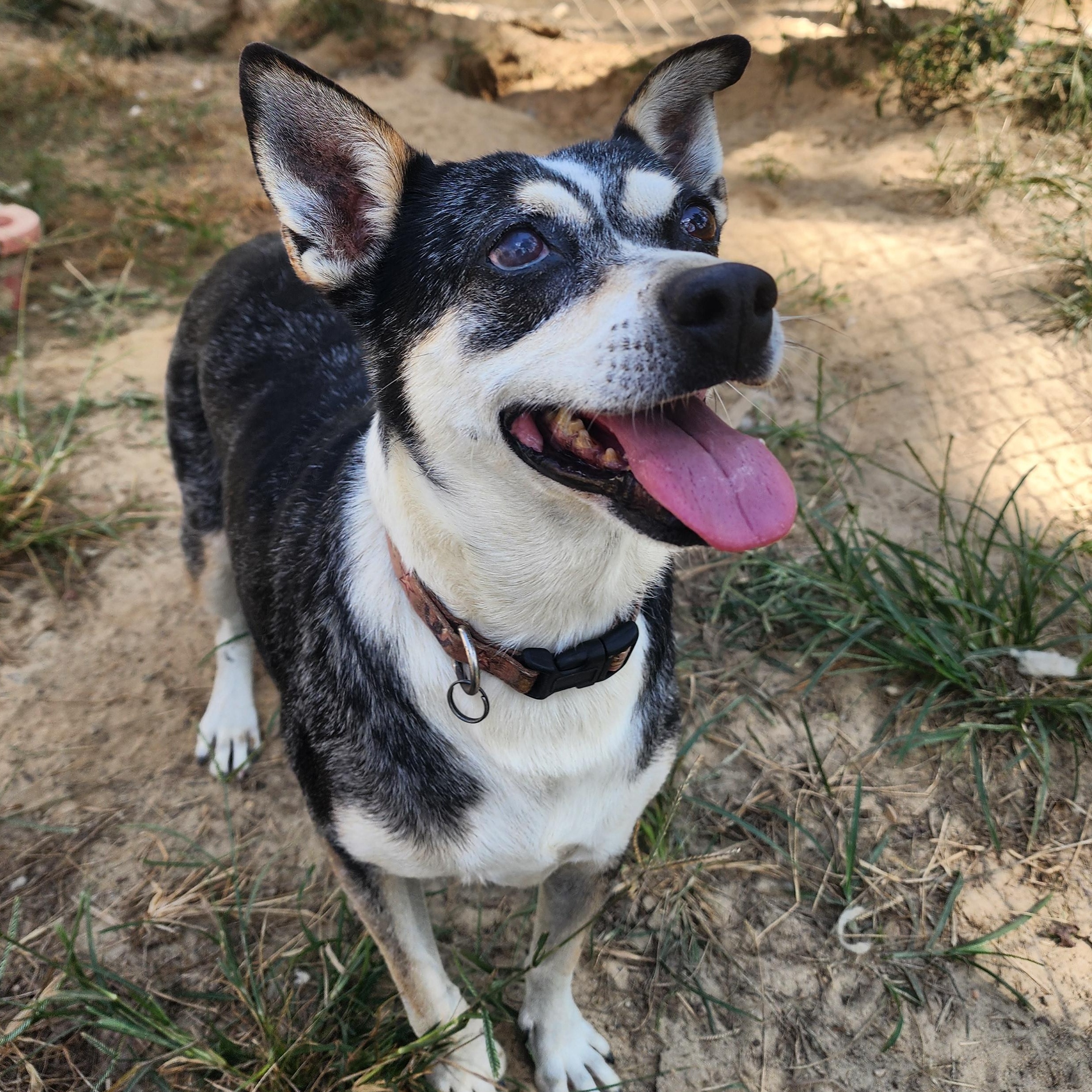 Joe, a Adoptable Mixed Breed in Benson, NC image 1/4