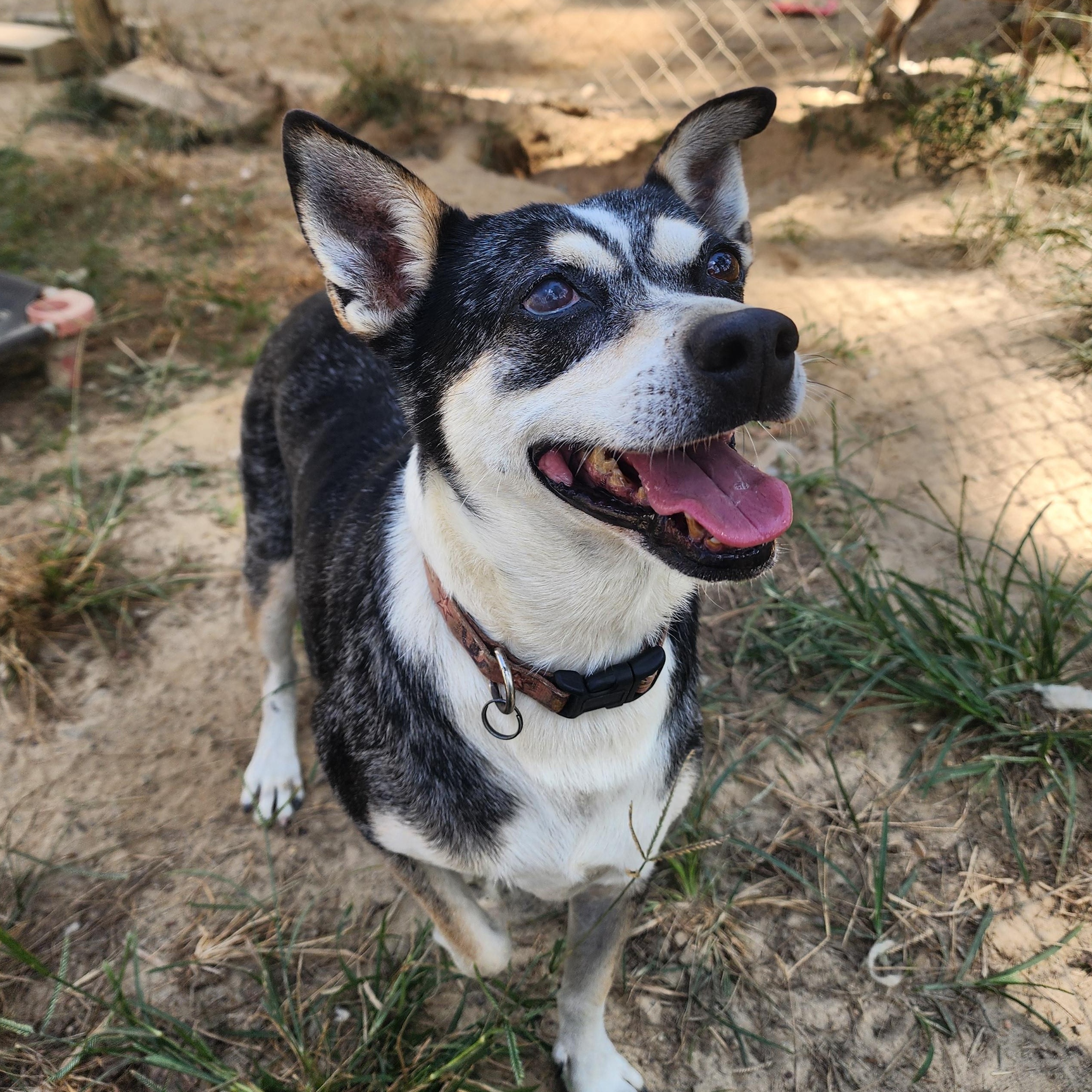 Joe, a Adoptable Mixed Breed in Benson, NC image 2/4