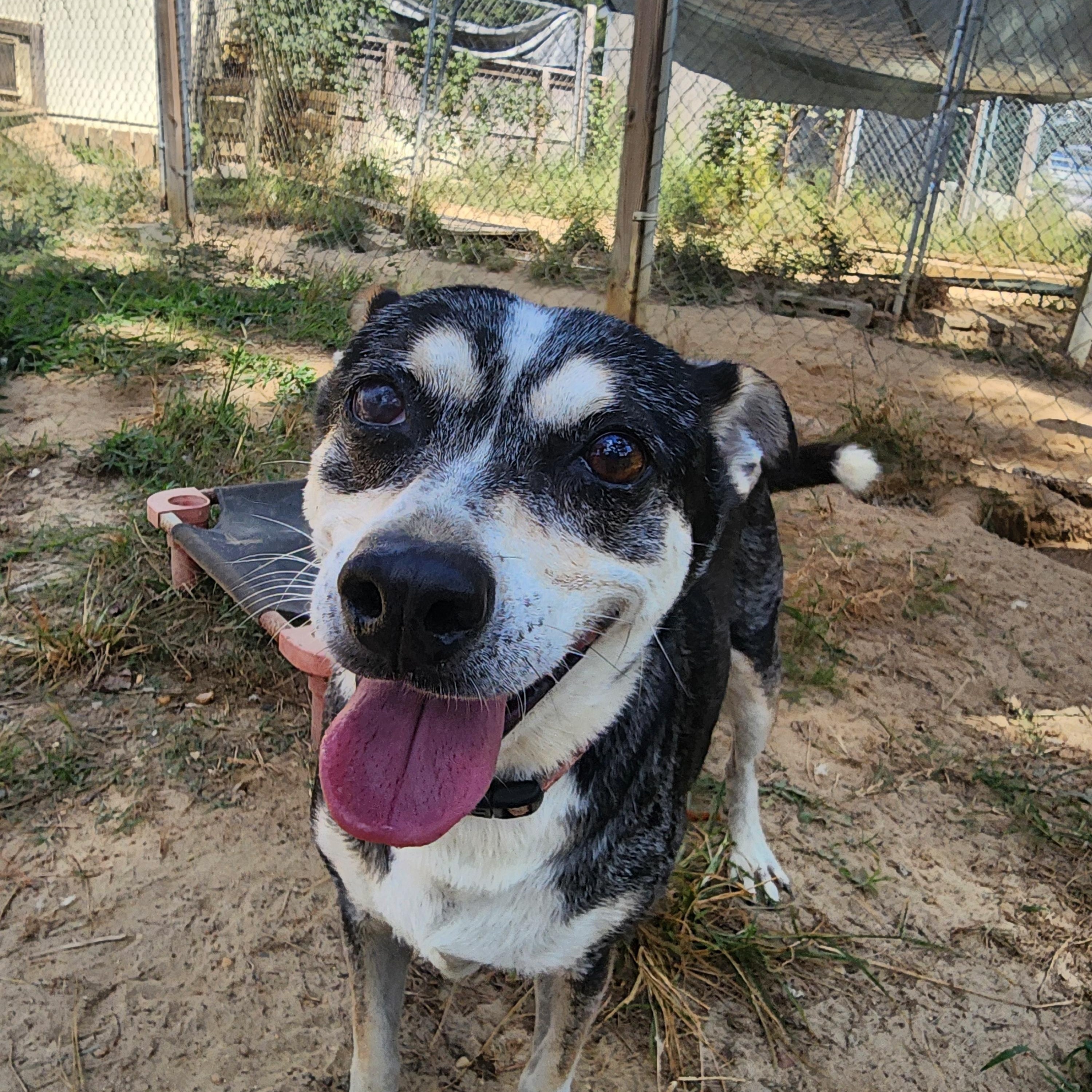 Joe, a Adoptable Mixed Breed in Benson, NC image 4/4