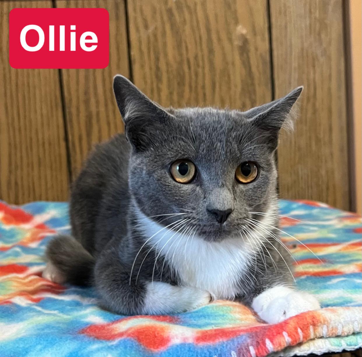 Enlarge Ollie, a Adoptable Domestic Short Hair in Morganton, NC image 1/2