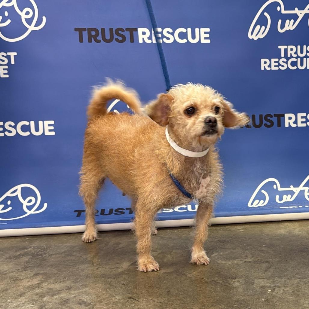 Enlarge ELLE, a Adoptable Terrier in Berlin, NJ image 3/5