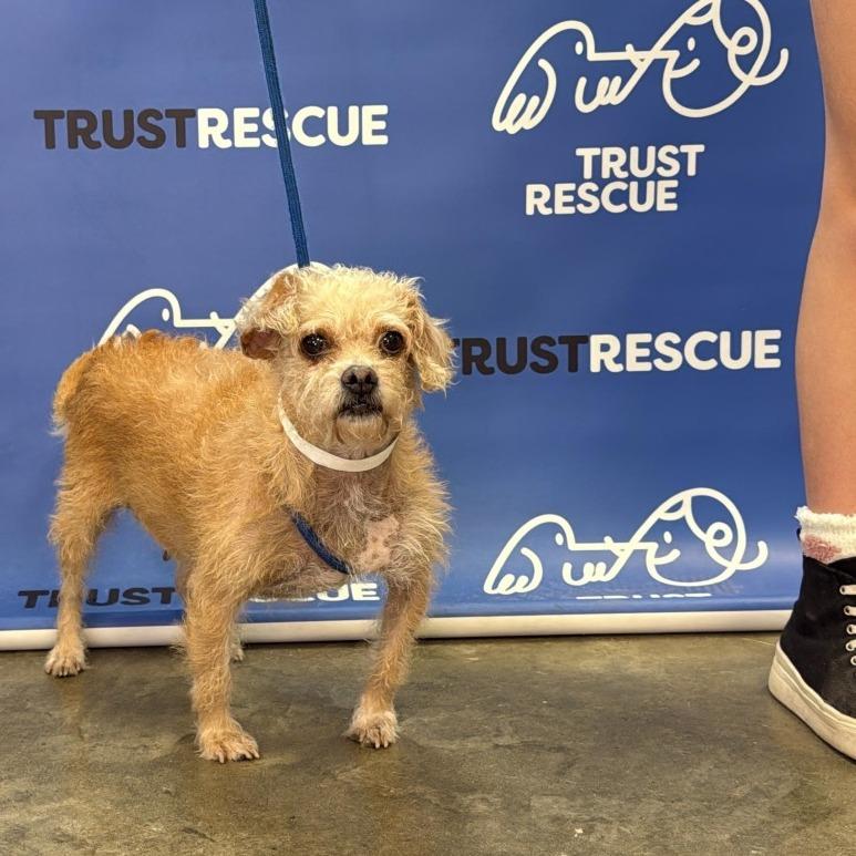Enlarge ELLE, a Adoptable Terrier in Berlin, NJ image 4/5
