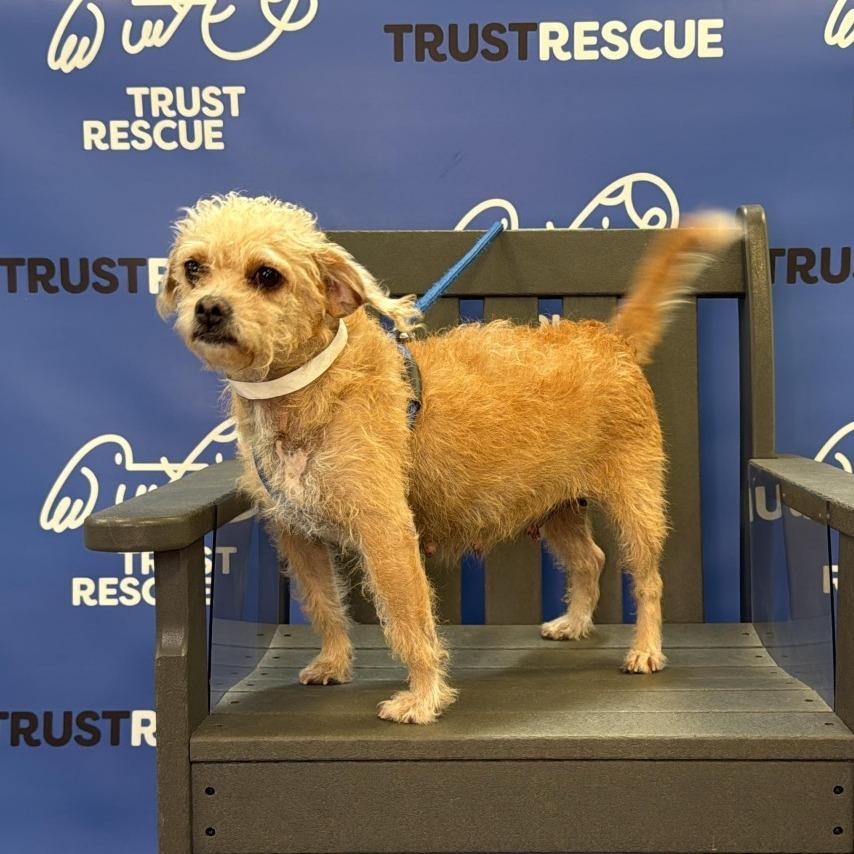 Enlarge ELLE, a Adoptable Terrier in Berlin, NJ image 2/5