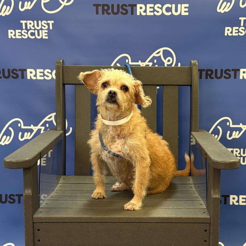 Enlarge ELLE, a Adoptable Terrier in Berlin, NJ image 1/5