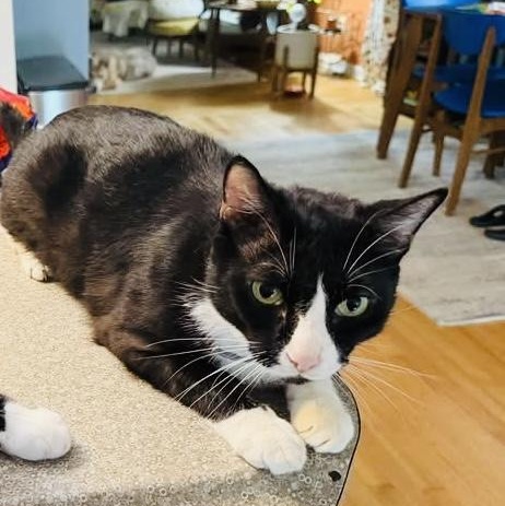 Enlarge Mist, a Adoptable Domestic Short Hair in Memphis, TN image 2/6