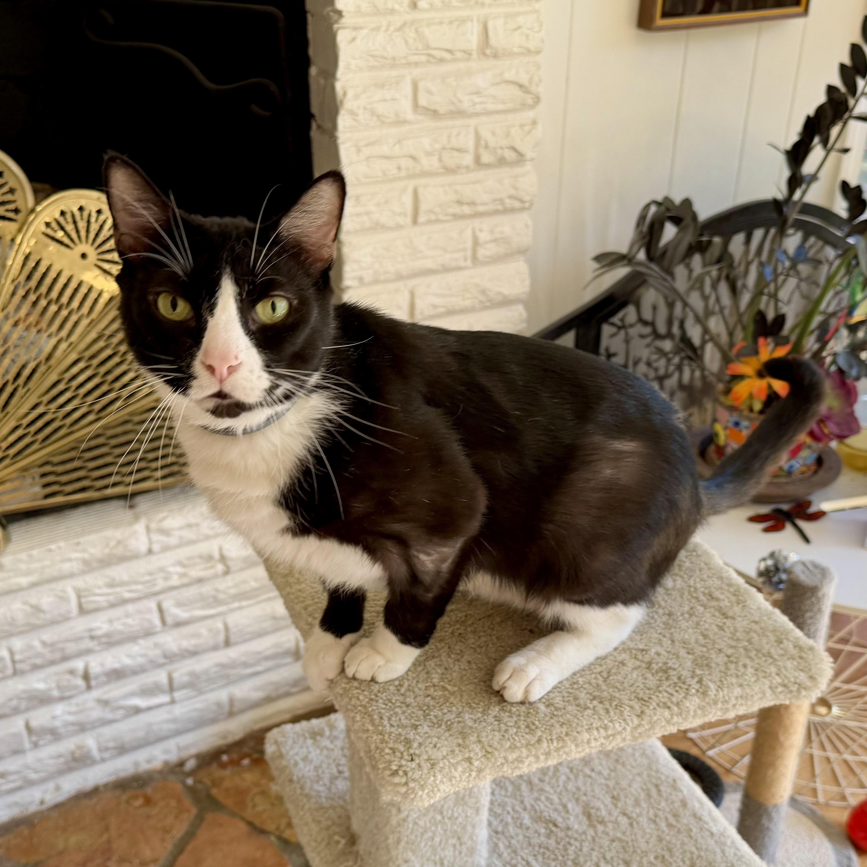 Enlarge Mist, a Adoptable Domestic Short Hair in Memphis, TN image 6/6