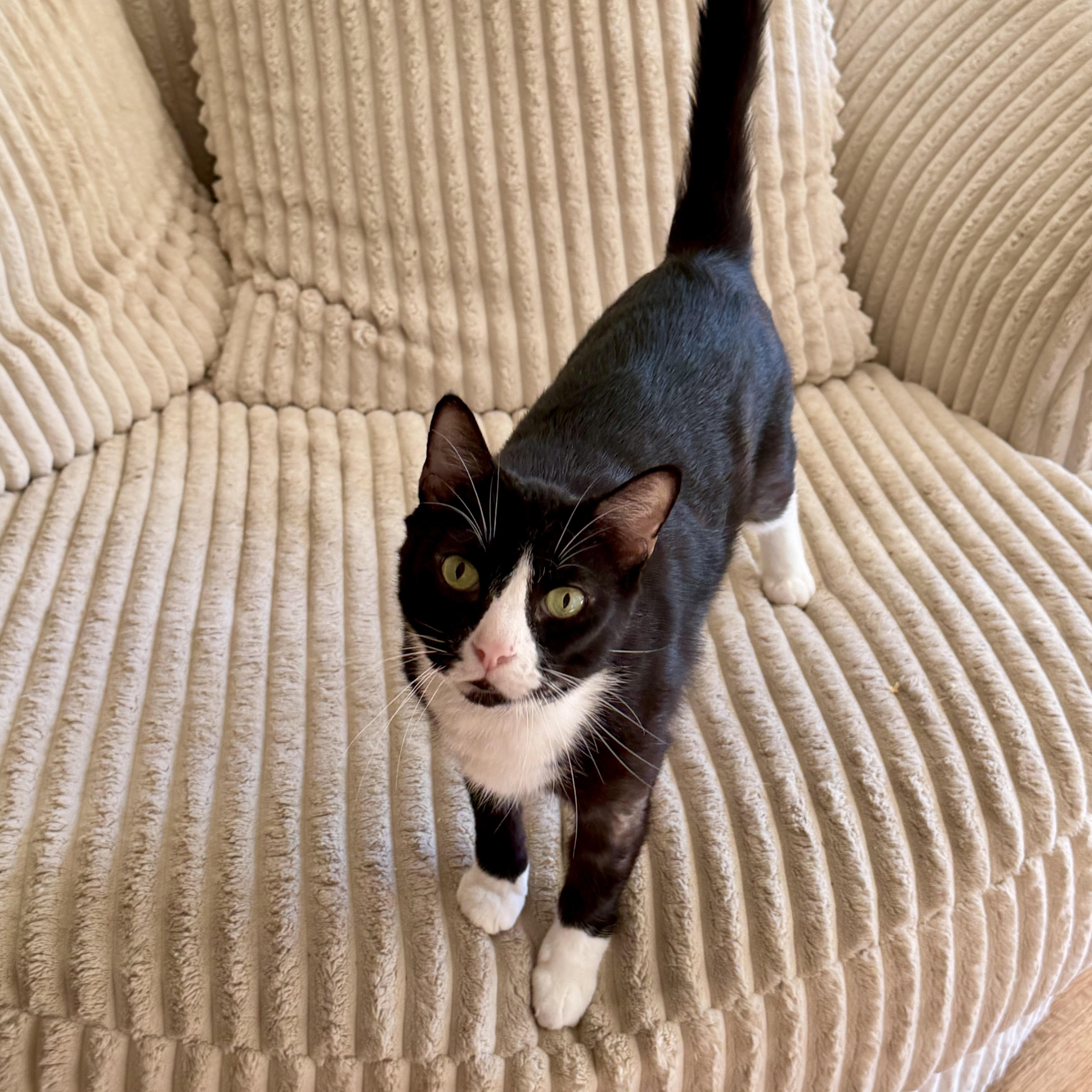 Enlarge Mist, a Adoptable Domestic Short Hair in Memphis, TN image 1/6