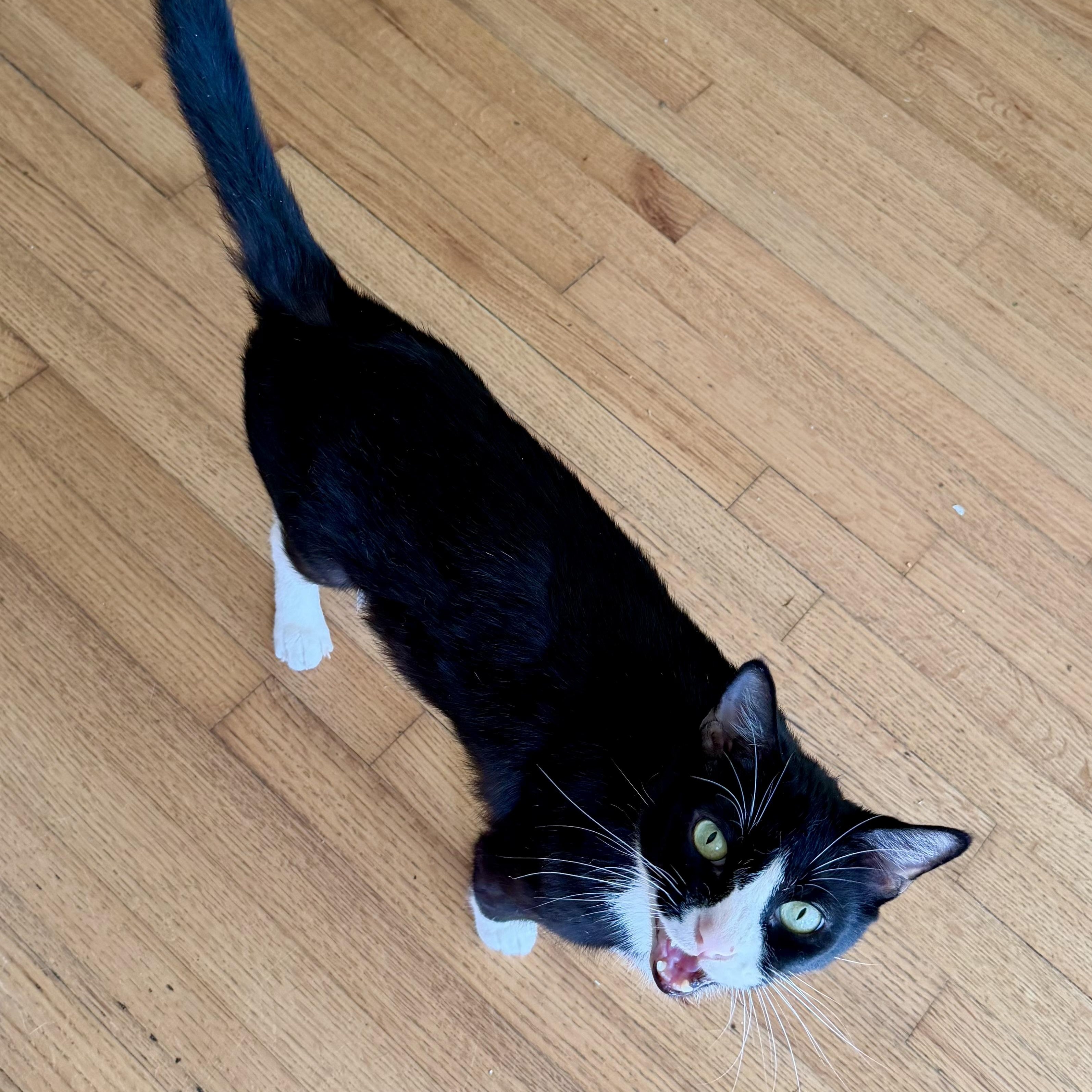 Enlarge Mist, a Adoptable Domestic Short Hair in Memphis, TN image 4/6