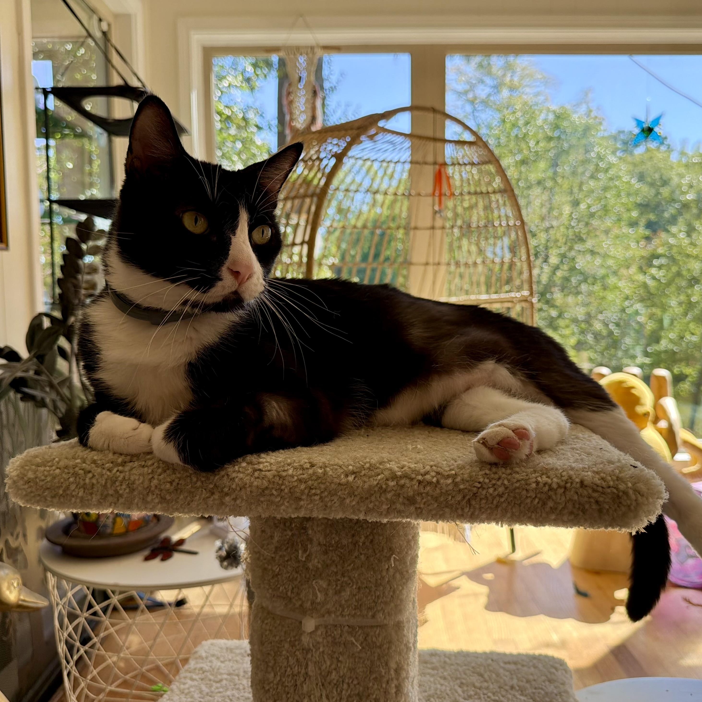 Enlarge Mist, a Adoptable Domestic Short Hair in Memphis, TN image 5/6