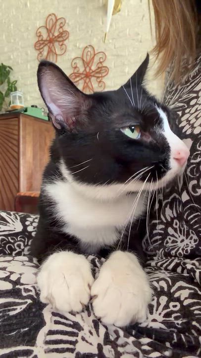 Enlarge Mist, a Adoptable Domestic Short Hair in Memphis, TN video 3/6