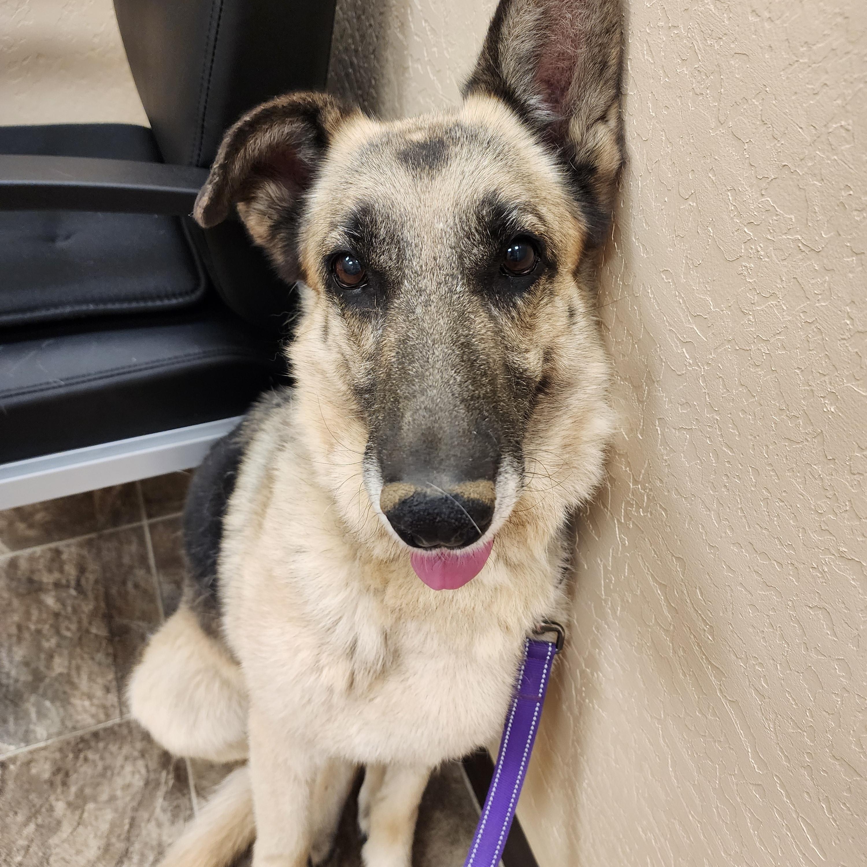 Summer, a ADOPTABLE German Shepherd Dog in Yreka, CA image 1/5