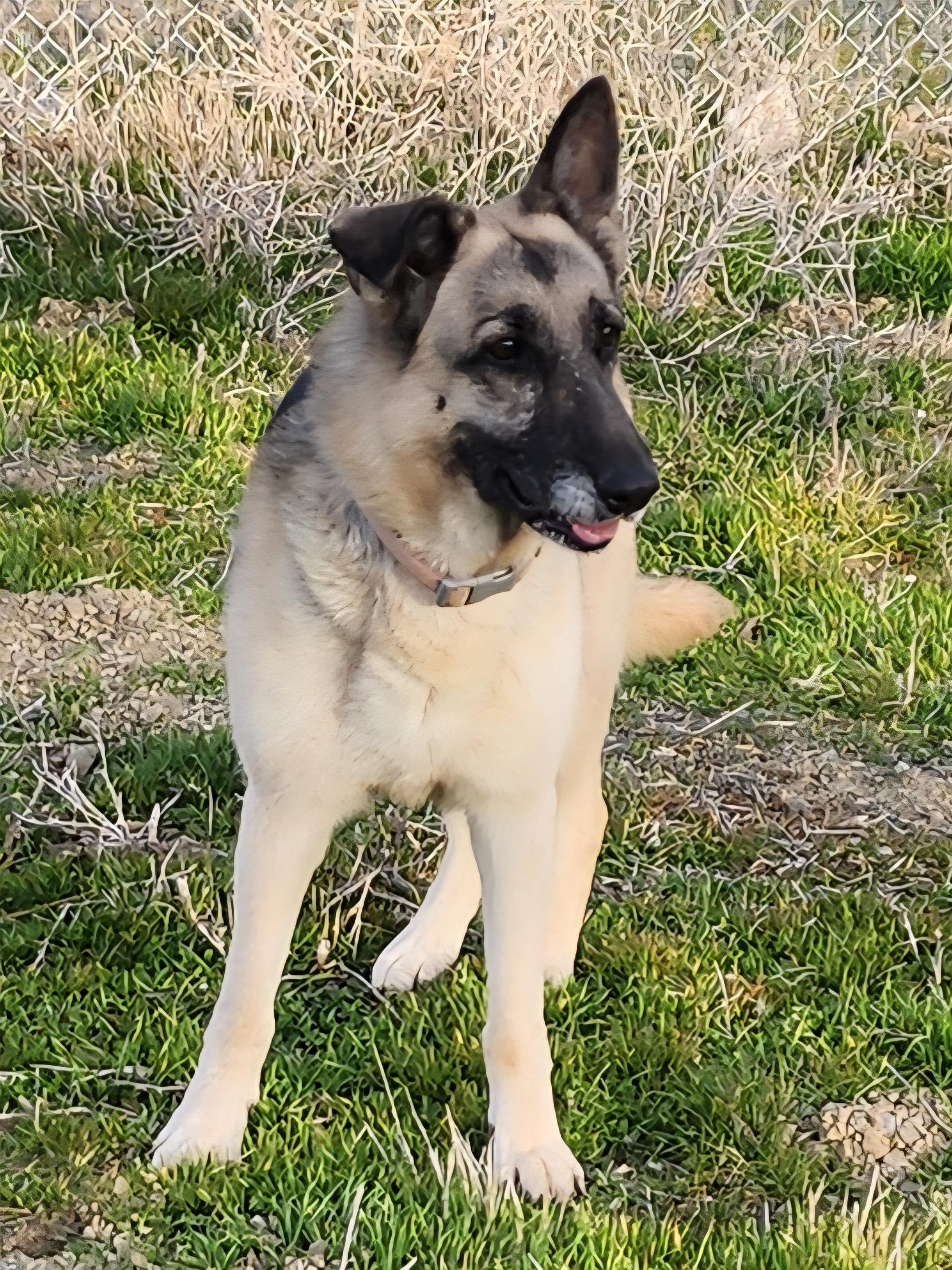 Summer, ADOPTABLE, Adult Female German Shepherd Dog.