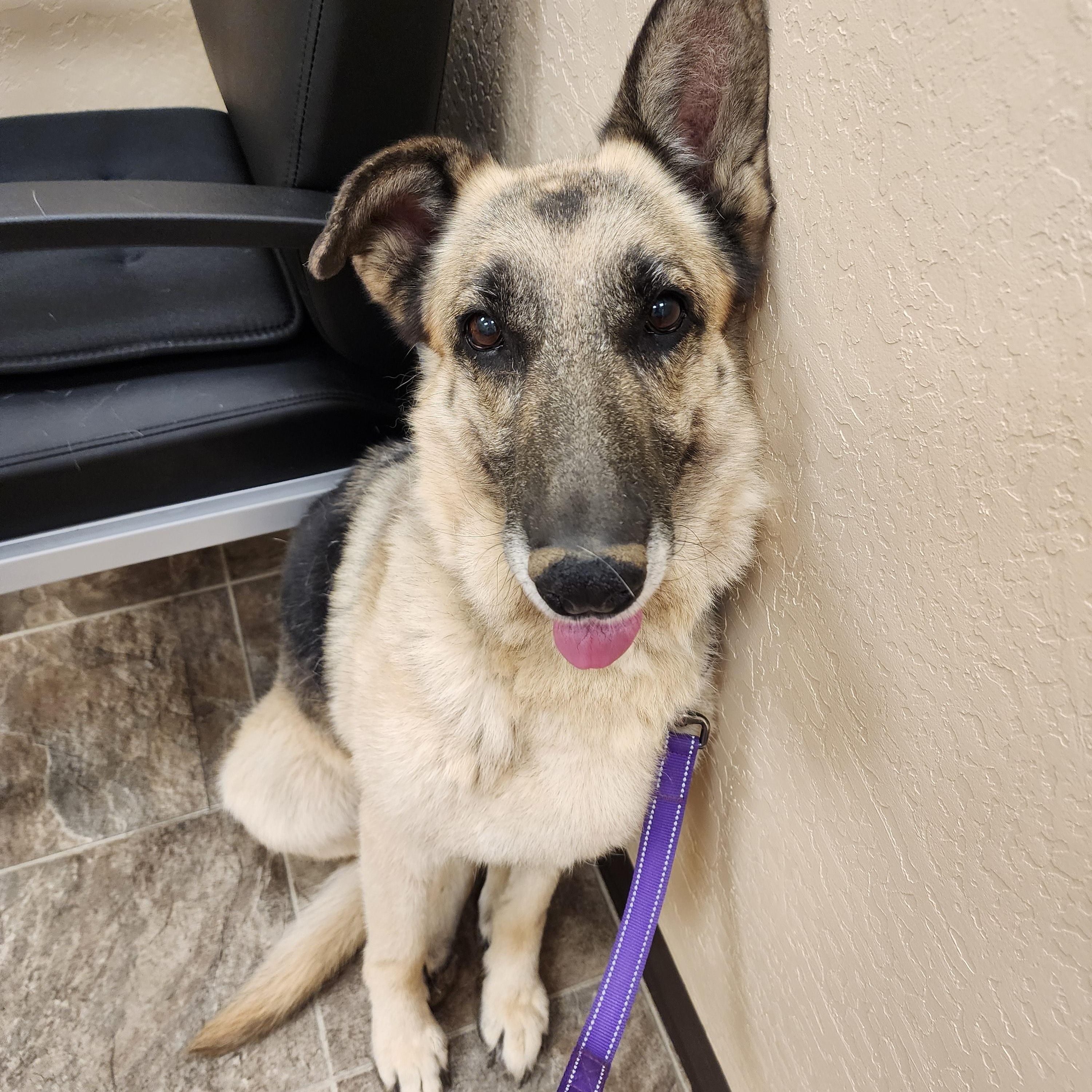 Summer, a ADOPTABLE German Shepherd Dog in Yreka, CA image 4/5