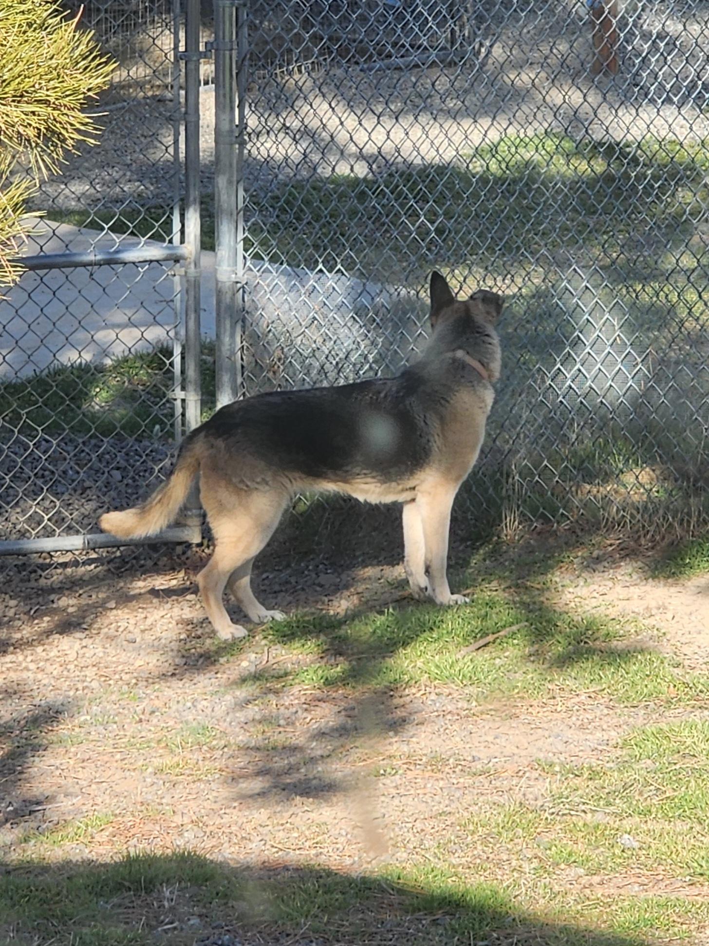 Enlarge Summer, a ADOPTABLE German Shepherd Dog in Yreka, CA image 2/2