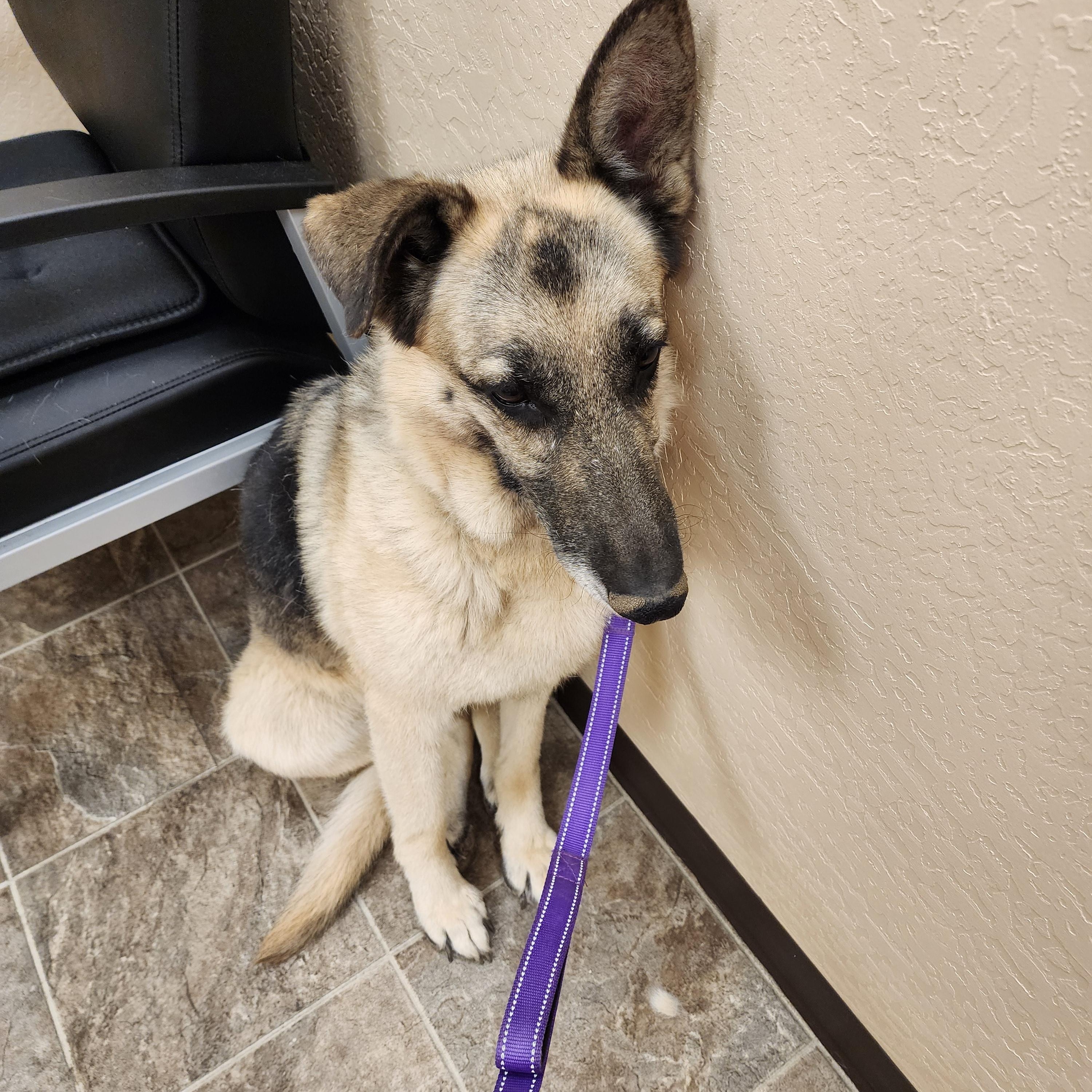 Summer, a ADOPTABLE German Shepherd Dog in Yreka, CA image 5/5