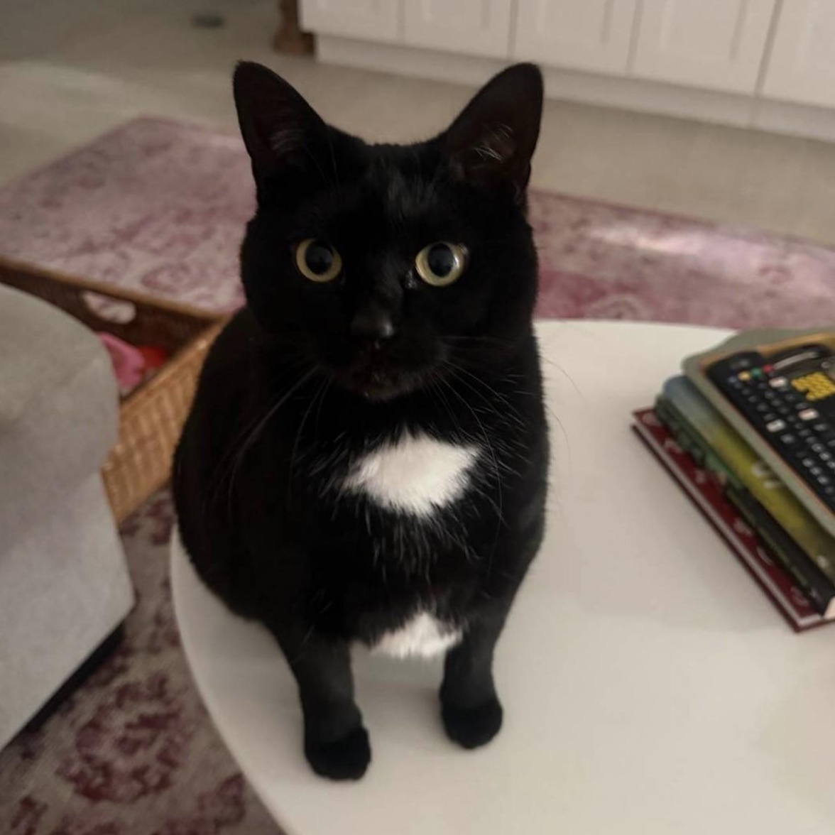 Missy, a ADOPTABLE Tuxedo in Boca Raton, FL image 3/3