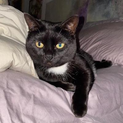 Missy, a ADOPTABLE Tuxedo in Boca Raton, FL image 2/3