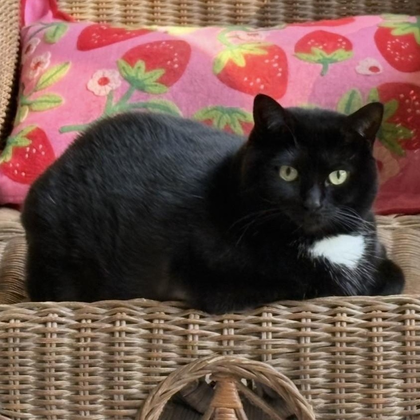 Missy, ADOPTABLE, Adult Female Tuxedo.
