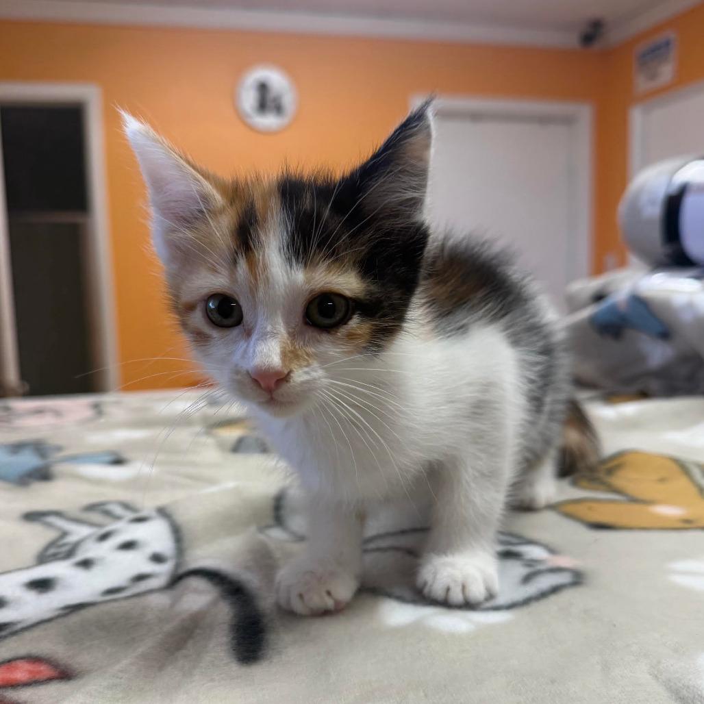 Enlarge MAPLE, an adopted Domestic Short Hair in Joshua Tree, CA image 1/1
