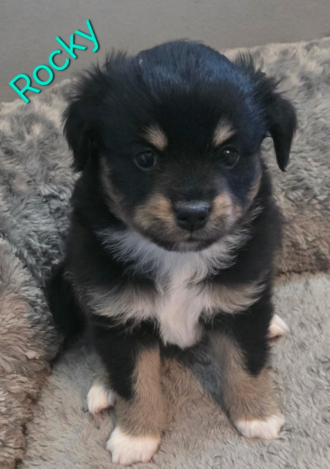 Rocky, adopted, Puppy Male Australian Shepherd & Chihuahua.