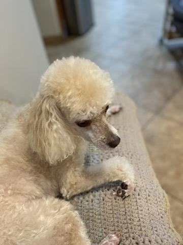 Casey, a ADOPTABLE Miniature Poodle in Beverly Hills, CA image 5/5