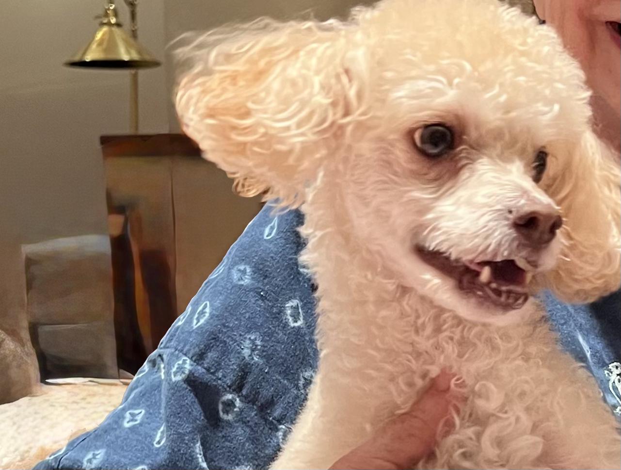 Casey, a ADOPTABLE Miniature Poodle in Beverly Hills, CA image 4/5