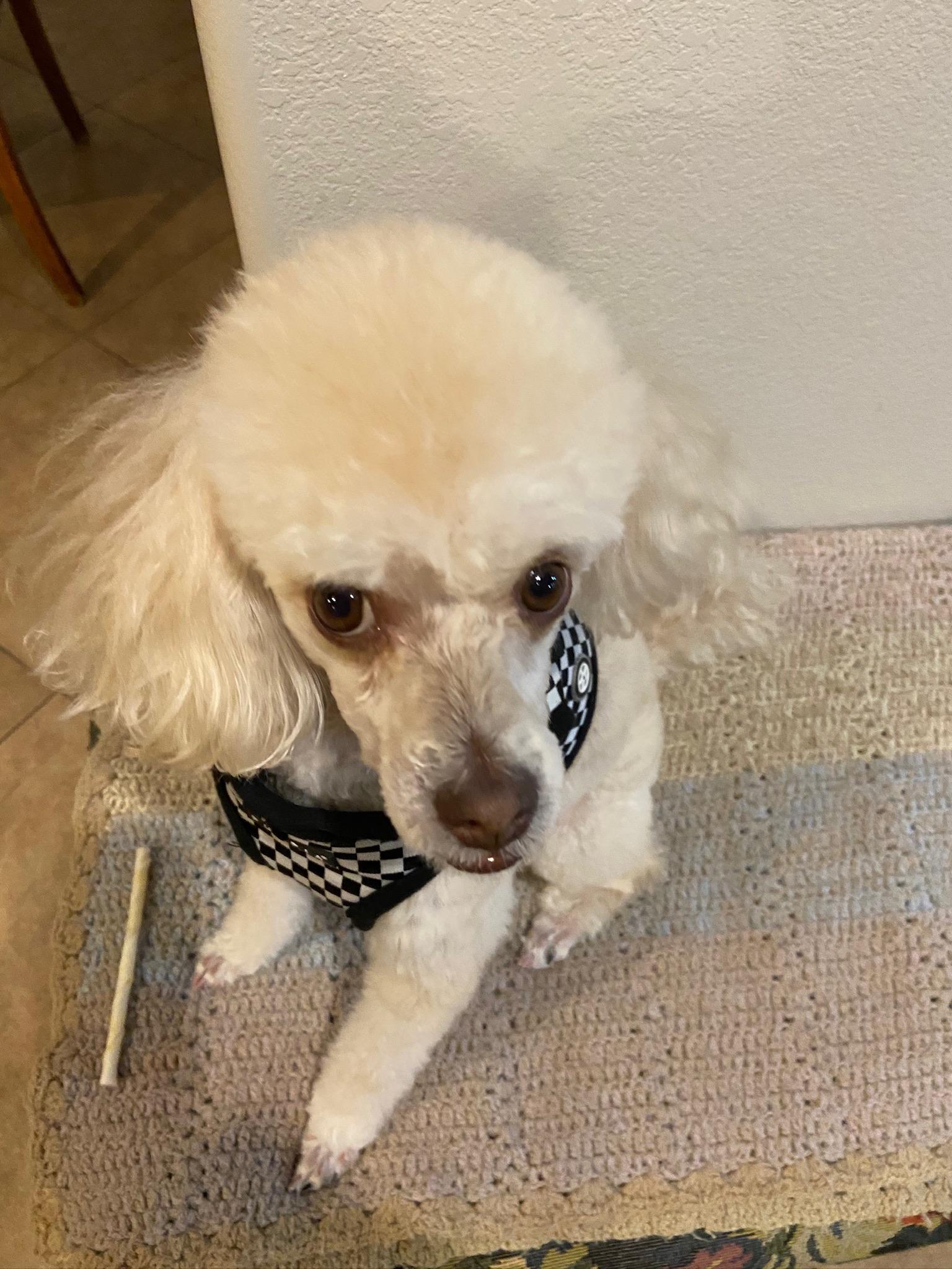 Casey, ADOPTABLE, Senior Female Miniature Poodle.