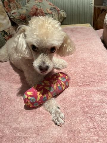 Casey, a ADOPTABLE Miniature Poodle in Beverly Hills, CA image 3/5