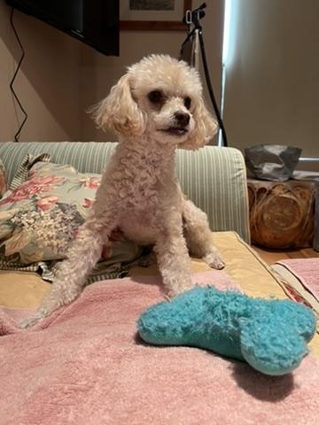 Casey, a ADOPTABLE Miniature Poodle in Beverly Hills, CA image 2/5