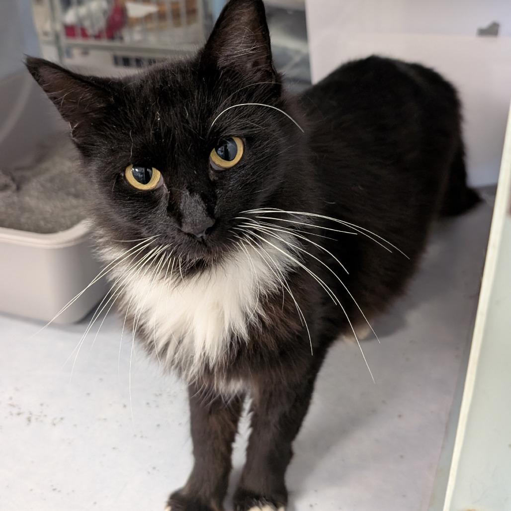 GS Cat 3 / Mila, Adoptable, Adult Female Domestic Long Hair.
