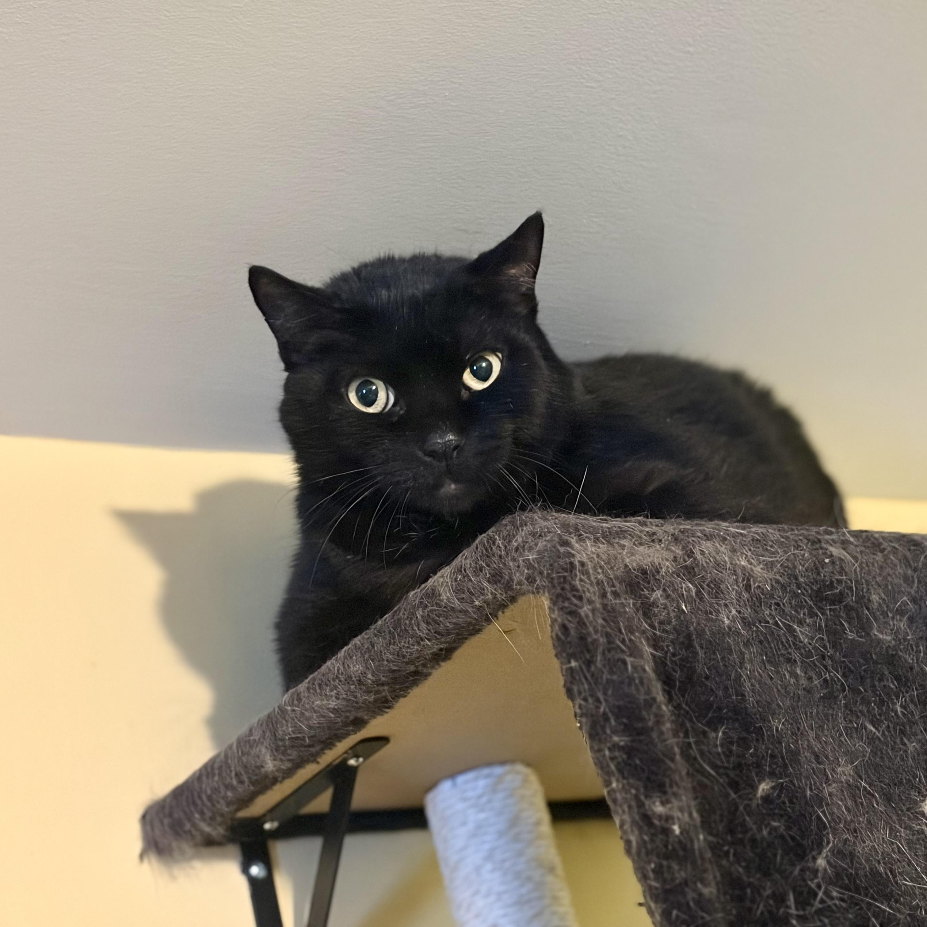 Enlarge Eclipse, a Adoptable Domestic Short Hair in Greensboro, NC image 5/6