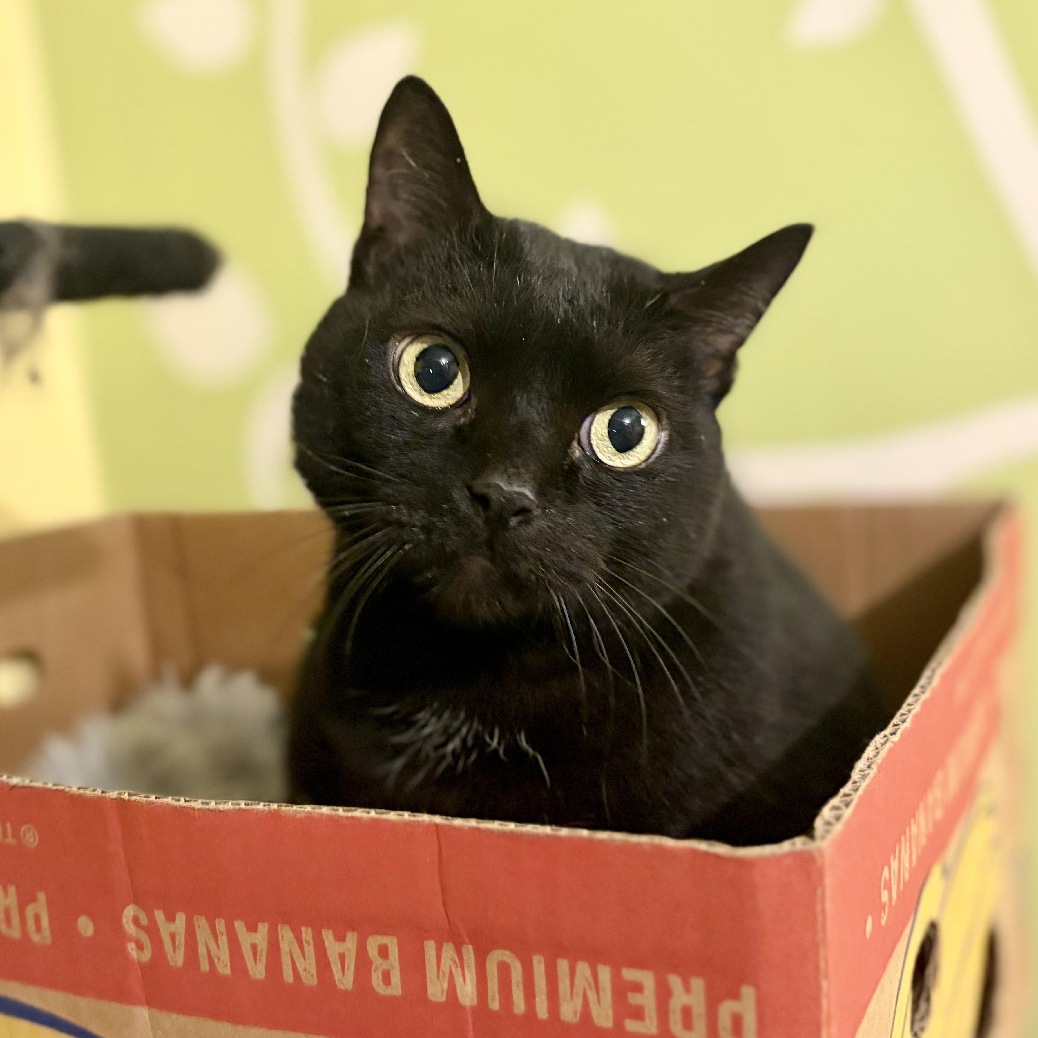 Enlarge Eclipse, a Adoptable Domestic Short Hair in Greensboro, NC image 1/6