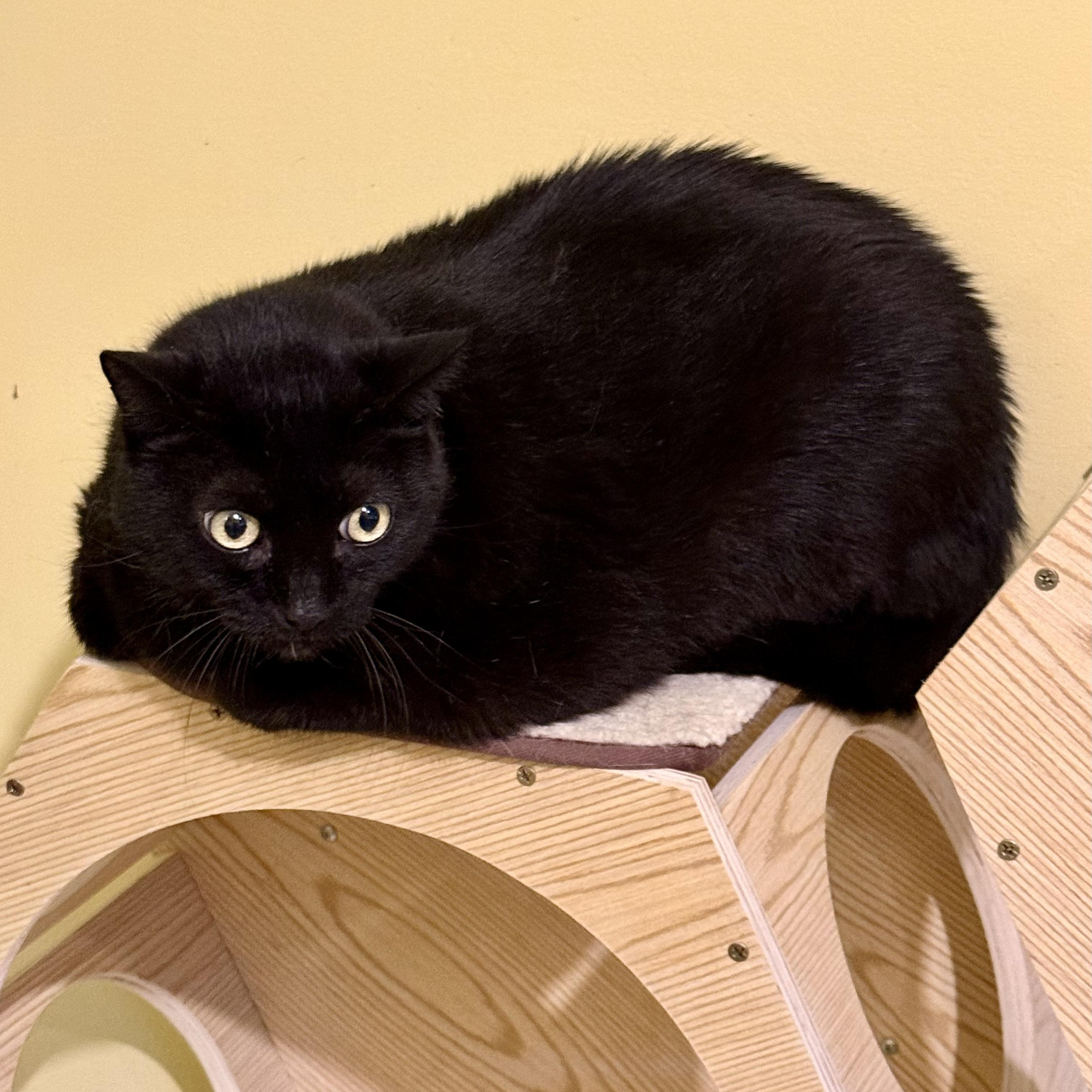 Enlarge Eclipse, a Adoptable Domestic Short Hair in Greensboro, NC image 4/6