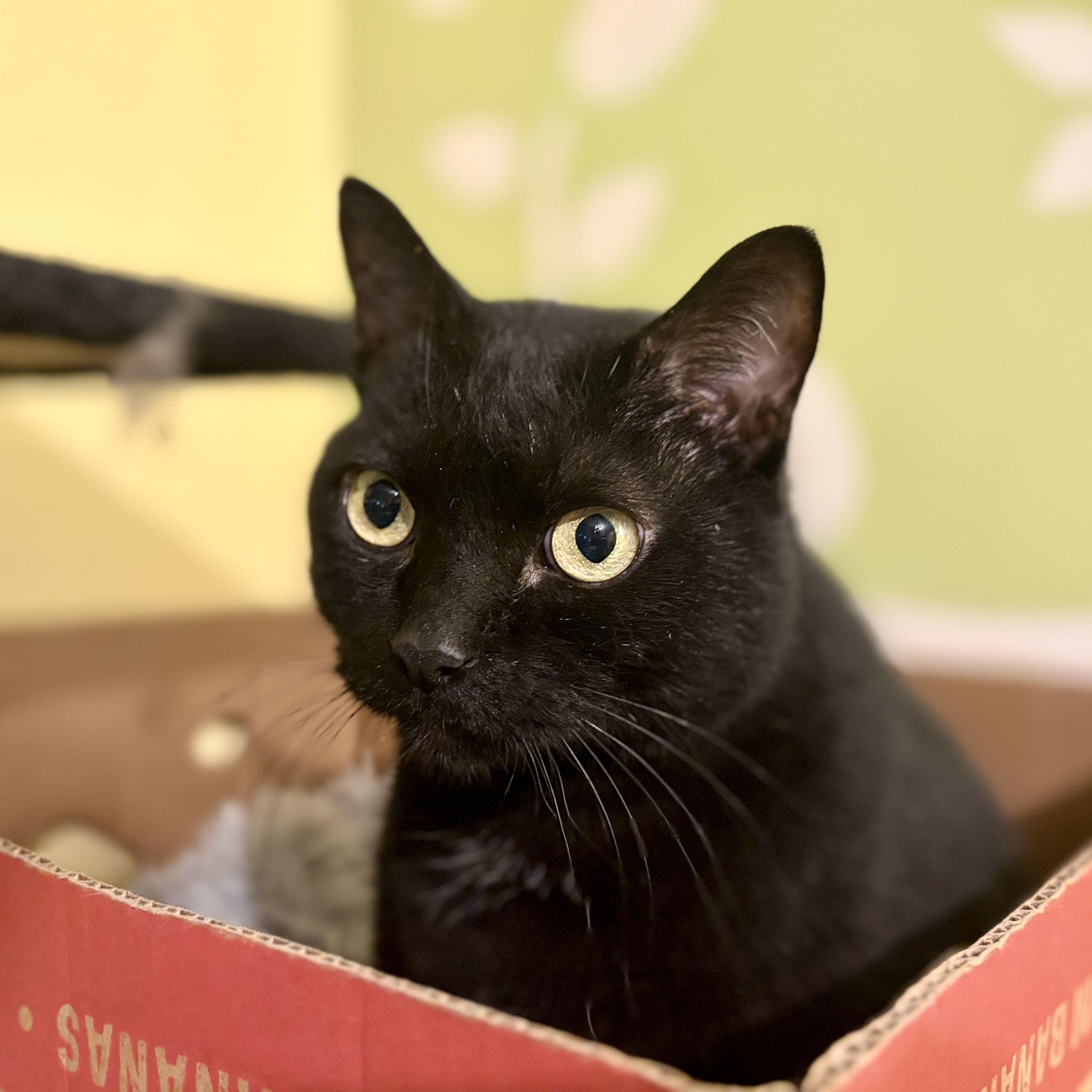Enlarge Eclipse, a Adoptable Domestic Short Hair in Greensboro, NC image 6/6