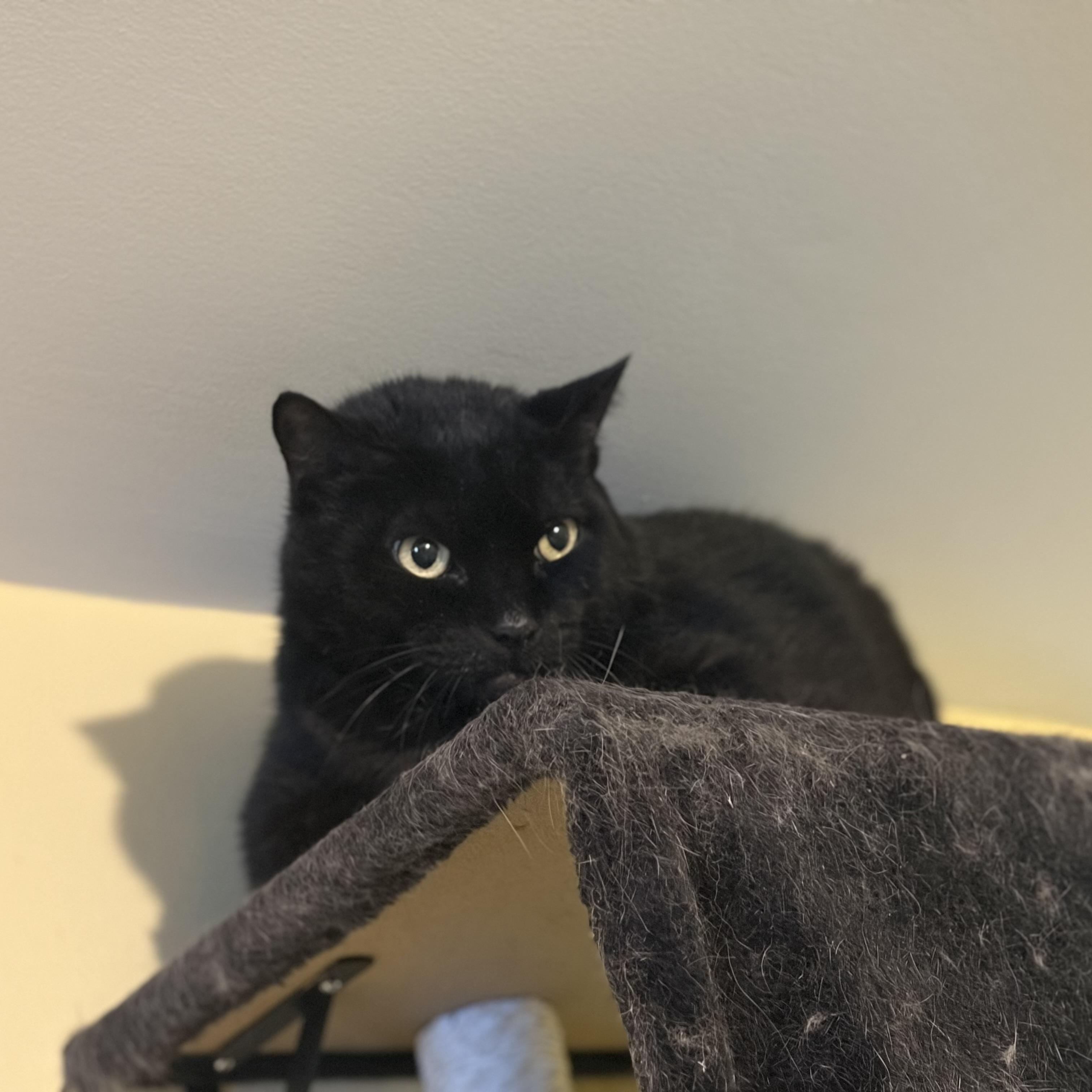 Enlarge Eclipse, a Adoptable Domestic Short Hair in Greensboro, NC image 3/6