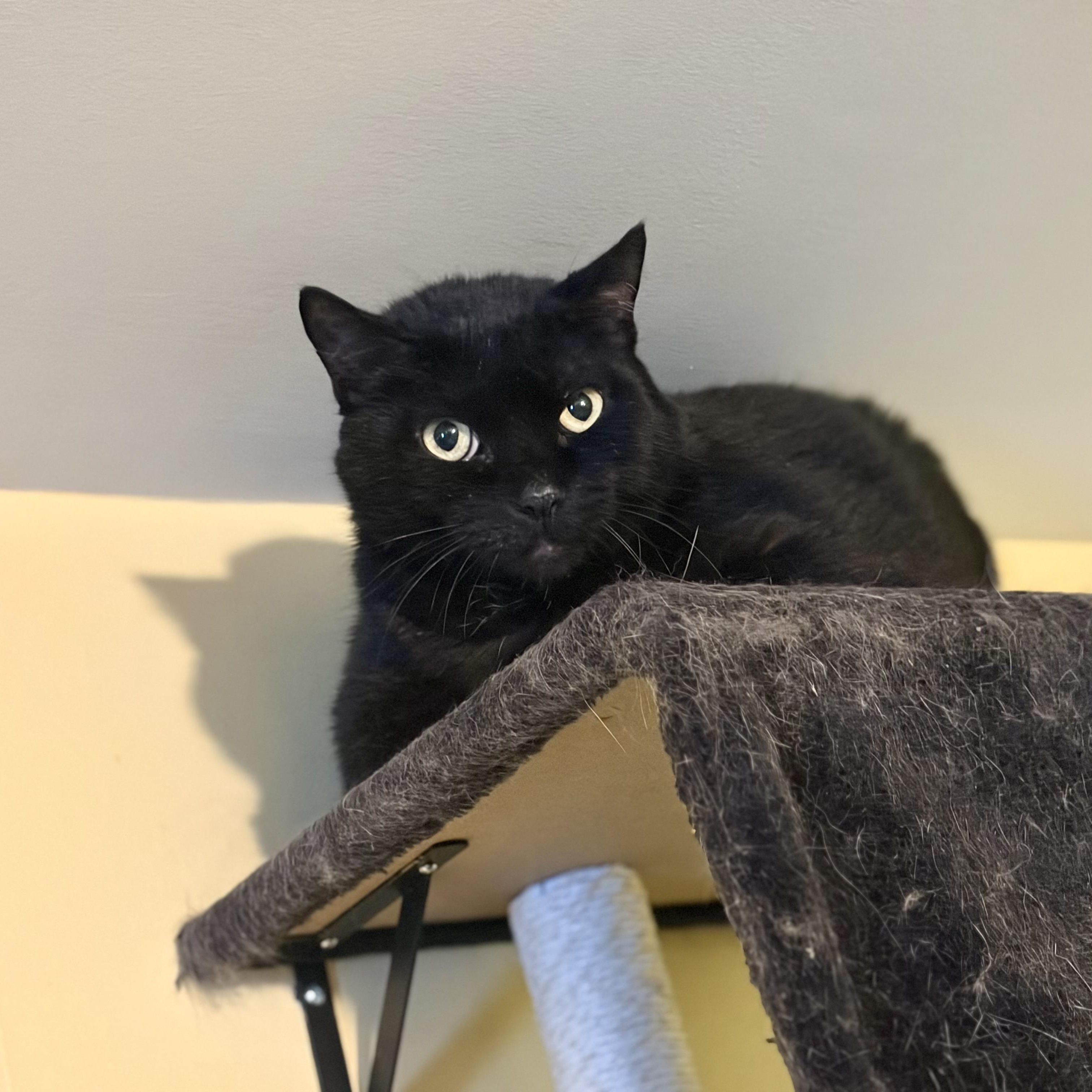 Enlarge Eclipse, a Adoptable Domestic Short Hair in Greensboro, NC image 2/6
