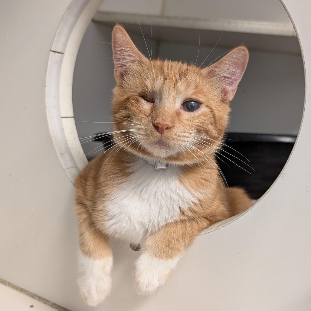 Carrot, a Adoptable Domestic Short Hair in Freeport, FL image 1/5